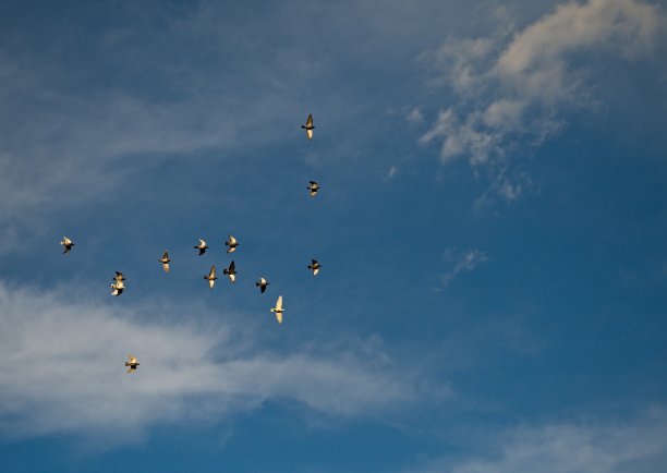 群鸽子图片下载