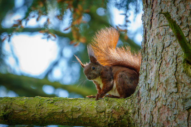 一只可爱的松鼠坐在树枝上看着镜头图片下载