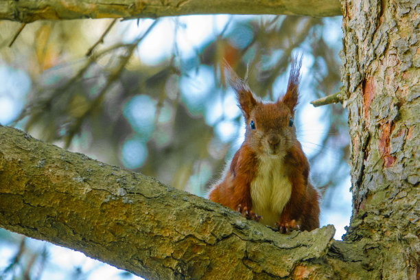 一只可爱的松鼠坐在树枝上看着镜头图片下载