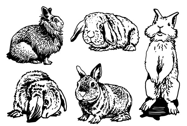 图形设置兔孤立在白色图片下载