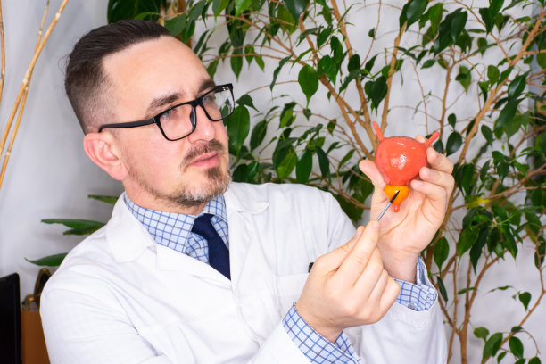 与泌尿科医生预约时解释前列腺疾病。医生在与患者交谈时，指出前列腺模型，它可以引起前列腺炎，腺体肿大等疾病图片下载