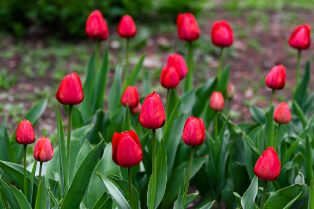 晚上，花园里有许多鲜红的郁金香。后院有个花坛，里面花很多。在花园和园艺中种植植物。高质量的照片图片下载