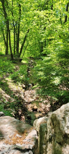 绿色植物和岩石图片下载