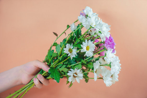 一束菊花在一个彩色的纸背景上女性的手。图片下载