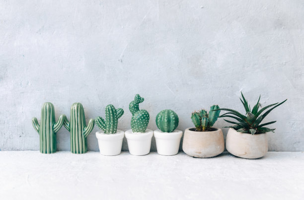 多汁的白色背景，极简主义照片。家居植物在陶瓷花盆，复制空间，静物生活极小的概念图片下载