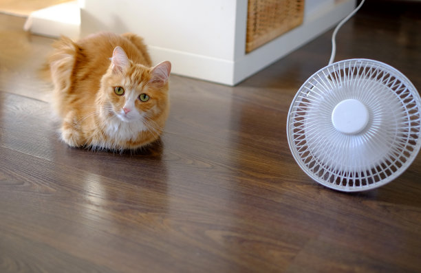 家里的猫和风扇，夏季炎热图片下载