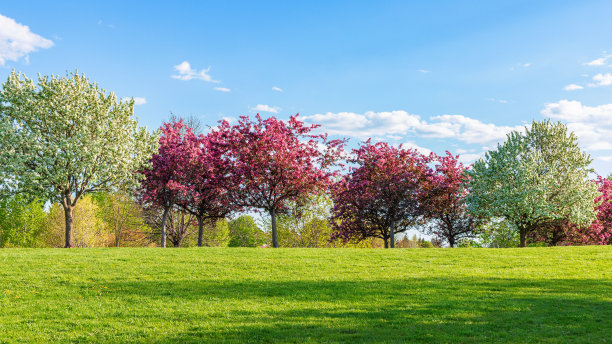 阳光明媚的春日里，公园里盛开的树木排成一排，映衬着蓝天和绿色的草地。图片下载