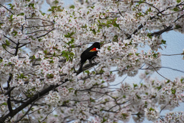 红肩黑鸟在樱桃树。图片下载