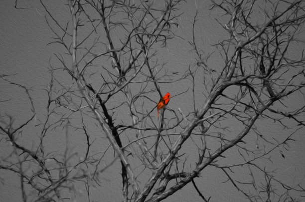 鲜艳的红色红雀在冬天的树在黑色和白色图片下载