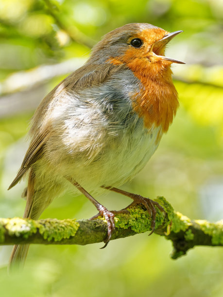 一只知更鸟(Erithacus rubecula)栖息在树枝上，唱着黎明的大合唱图片下载