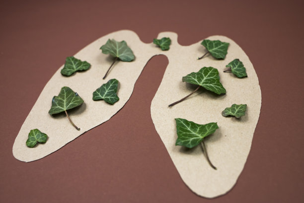 纸肺在牛皮纸背景和自然活的叶子。健康呼吸的概念。图片下载