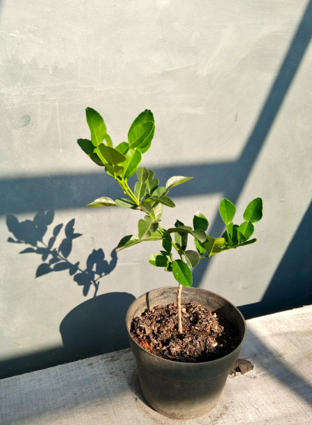 一棵椴树放在一张木桌上图片下载