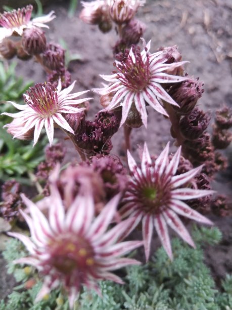 粉红色的花朵图片下载