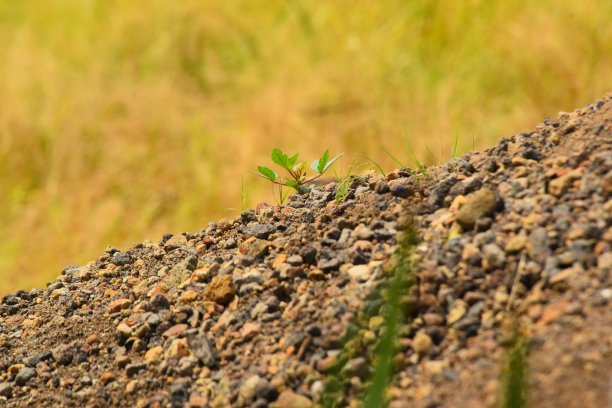 贫瘠的石质沙地上生长着绿色植物图片下载