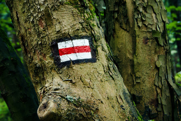 红色的徒步旅行。步行道的背景。红森林的路径。棕色的树干。图片下载