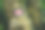 红色的徒步旅行。步行道的背景。红森林的路径。棕色的树干。图片下载