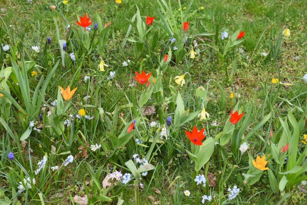 盛开的郁金香领域图片下载