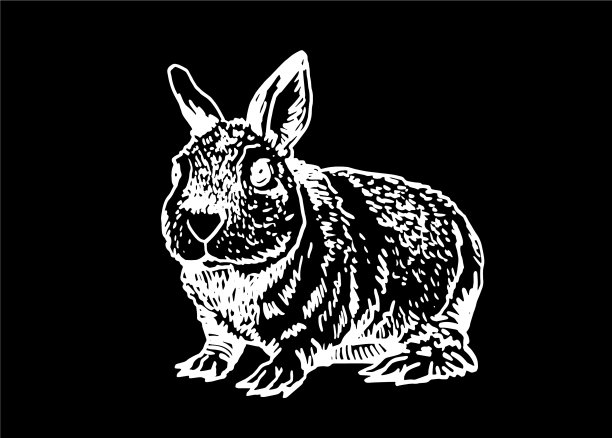 图形上毛茸茸的兔子被隔离了图片下载