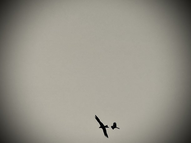 老鹰飞向猎物图片下载