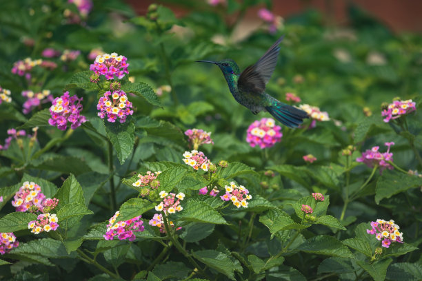 蜂鸟在空中盘旋的侧面视图。图片下载