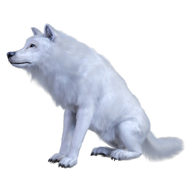 3D插图北极狼在白色图片下载