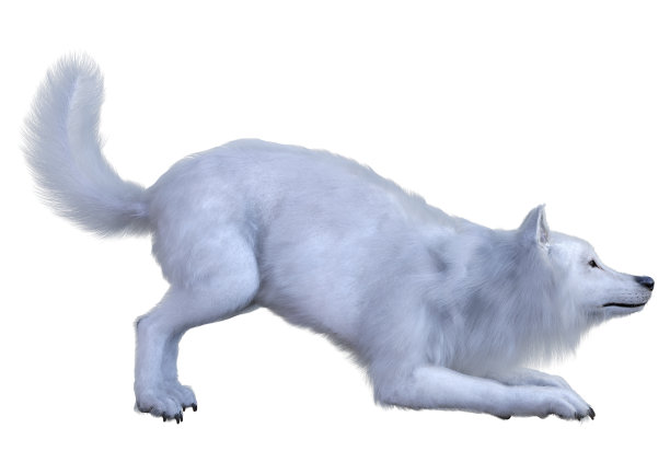 3D插图北极狼在白色图片下载