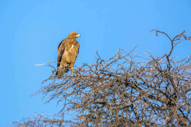 沃尔伯格的鹰在Kgalagadi越境公园，南非图片下载