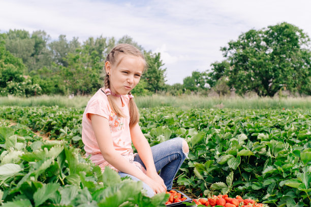 这个女孩吃从地里摘来的新鲜草莓。春天,草莓。收获草莓。贝瑞在篮子里。图片下载