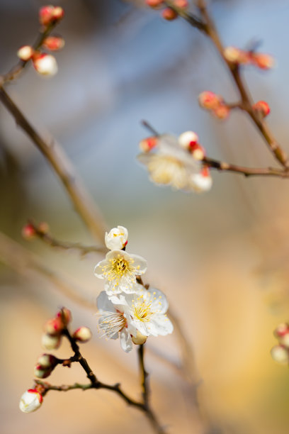 春天，公园里的梅花开了花图片下载