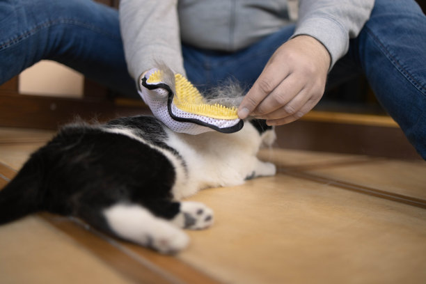 男性的手在给猫刷完毛后清洗他的橡胶黄色手套图片下载