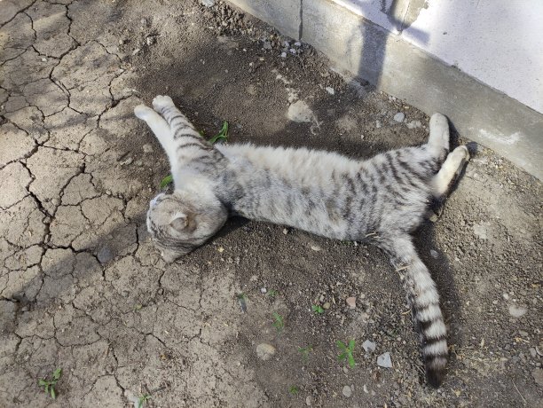 垂耳的灰猫躺在地上图片下载