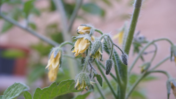 春天开花的年轻的绿色番茄植株图片下载