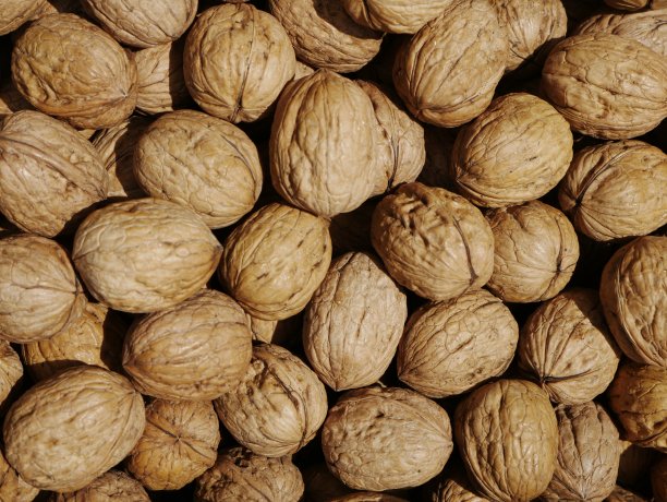 大量的核桃图片下载