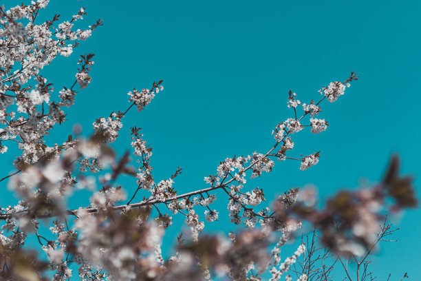 樱花盛开的树枝图片下载