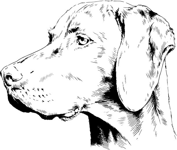 纯种狗画在墨水手图片下载