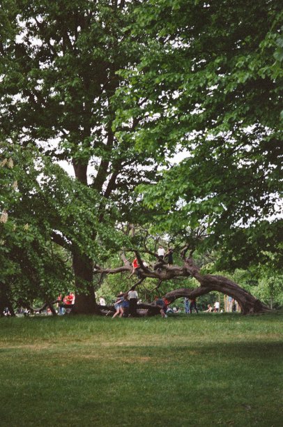 孩子们在树上玩耍图片下载