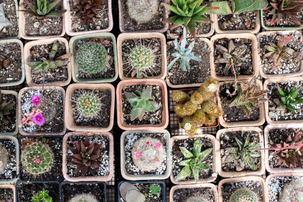 俯视图上的一组多肉植物生长在一个温暖的房子。电影过滤图片图片下载