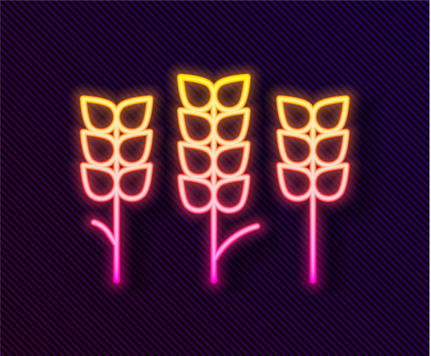 发光的霓虹线谷物与水稻小麦图片下载