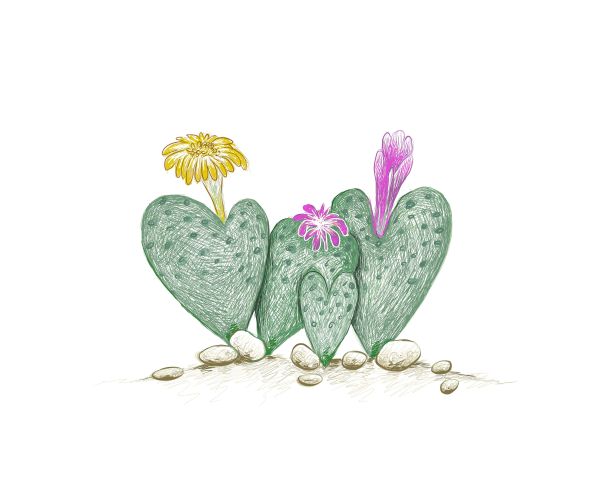 一种肉质植物——心豆藤手绘草图图片下载