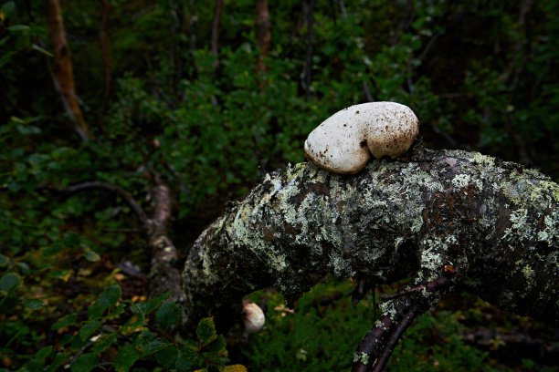 巨大的白色蘑菇生长在弯曲，倒下和腐烂的树干上图片下载