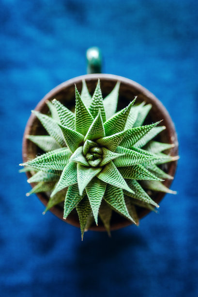 在蓝色背景上的肉质植物俯视图。图片下载