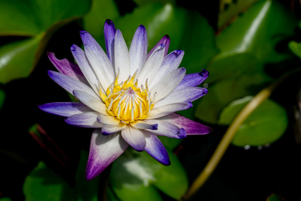 睡莲或荷花，紫色和白色的荷花花瓣在模糊的背景，绿色的叶子在深色的河水，俯视图照片图片下载