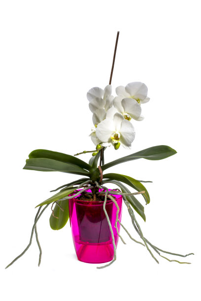 灌丛白色蝴蝶兰在一个彩色的盆在白色的背景图片下载