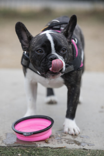 8个月大的斑纹和白色的法国雌性小狗饮水后舔鼻子图片下载