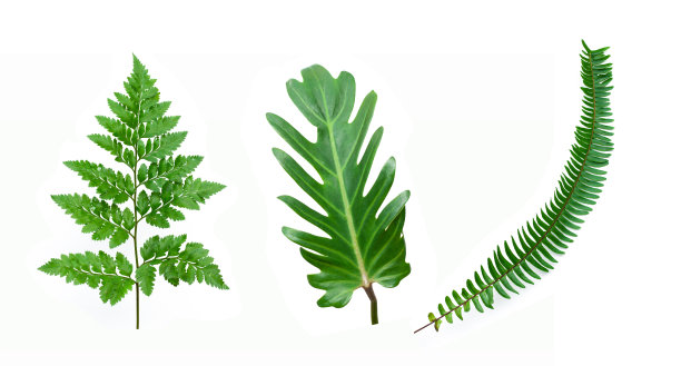 设计元素为白色背景上的热带蕨类叶子，图片下载