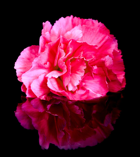 康乃馨花生长在黑色背景上图片下载