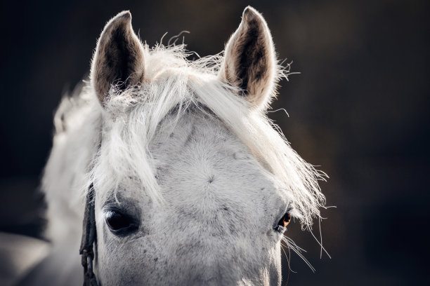 耳朵、鬃毛和马的眼睛都靠近了。一个灰色运动马在笼头的肖像。图片下载