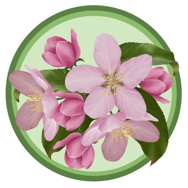 粉红色的苹果在绿色的圆圈上开花图片下载