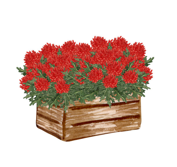 水彩花园插图与红色秋海棠在旧木盒，盆栽植物，园艺花图片下载