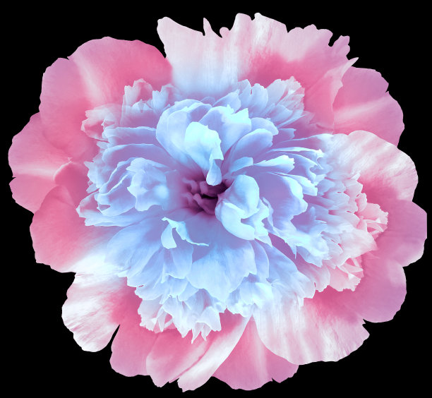 牡丹花灰色孤立在黑色的背景。特写镜头。大自然。图片下载